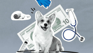 The Best Pet Insurance Company in USA for 2023