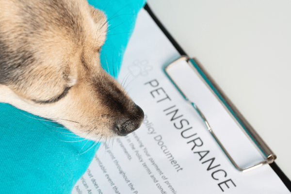 Pet Insurance